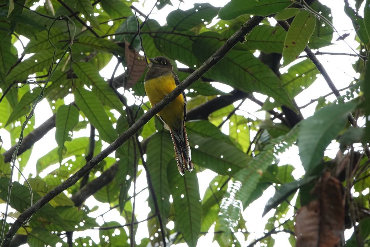 Choco Black-throated Trogon - ML639148636