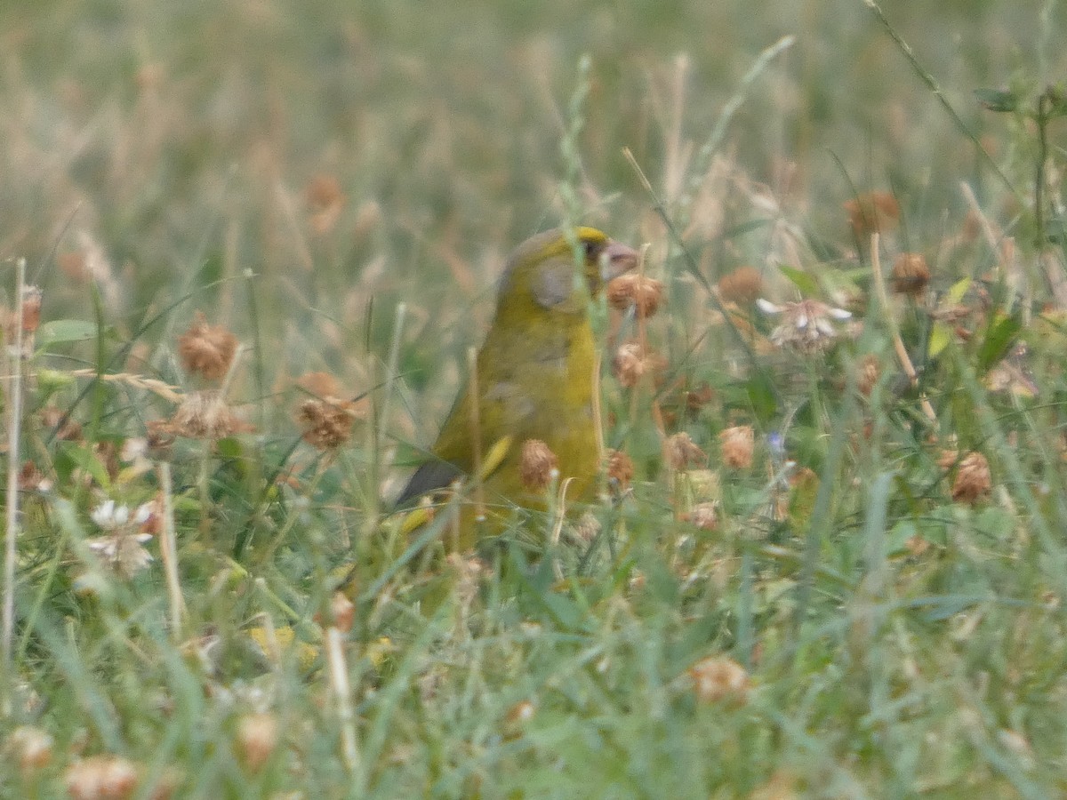 zvonek zelený - ML639148649