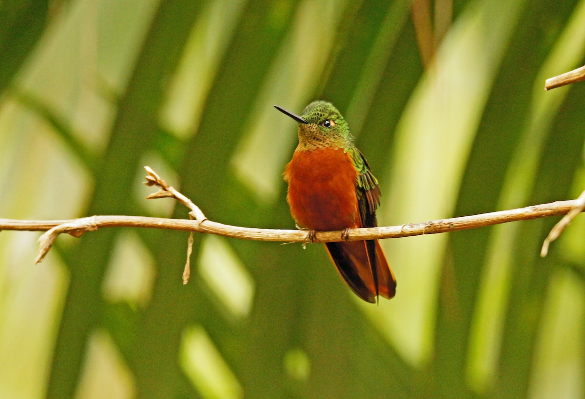 Chestnut-breasted Coronet - ML639148720
