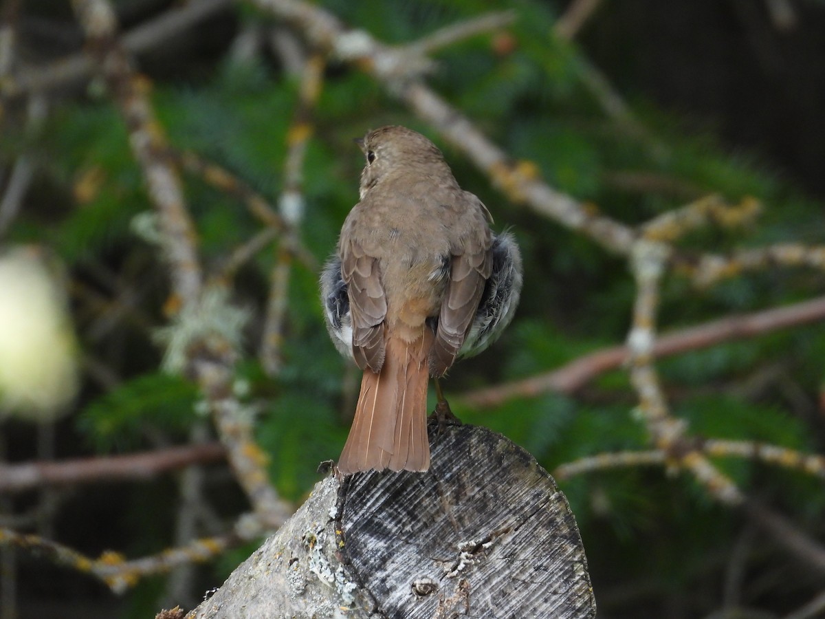 Hermit Thrush - ML639148775