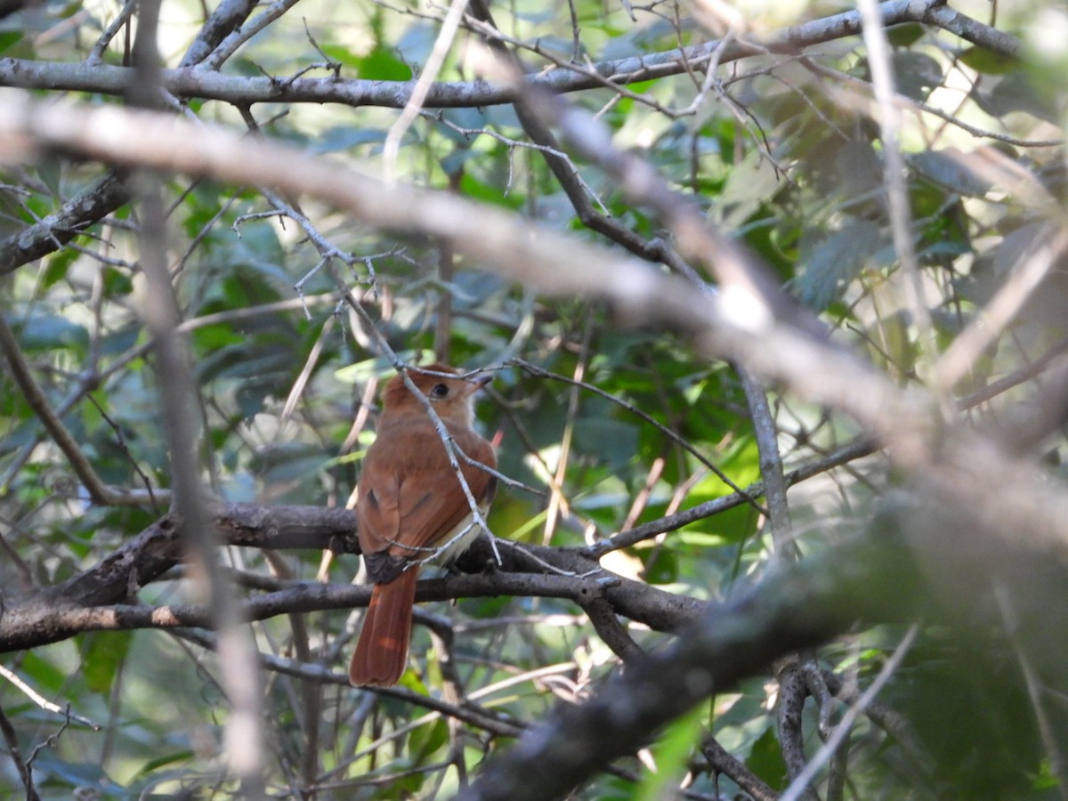 Rufous Casiornis - ML639148782