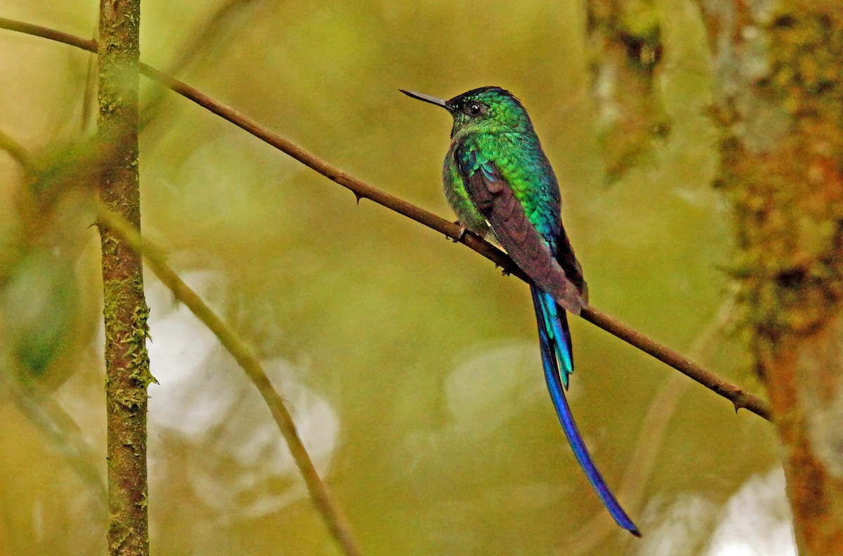 Long-tailed Sylph - ML639148803
