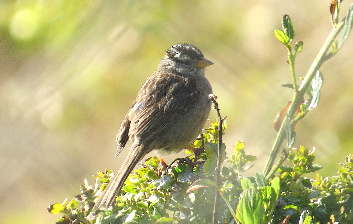 White-crowned Sparrow (nuttalli) - ML639148805