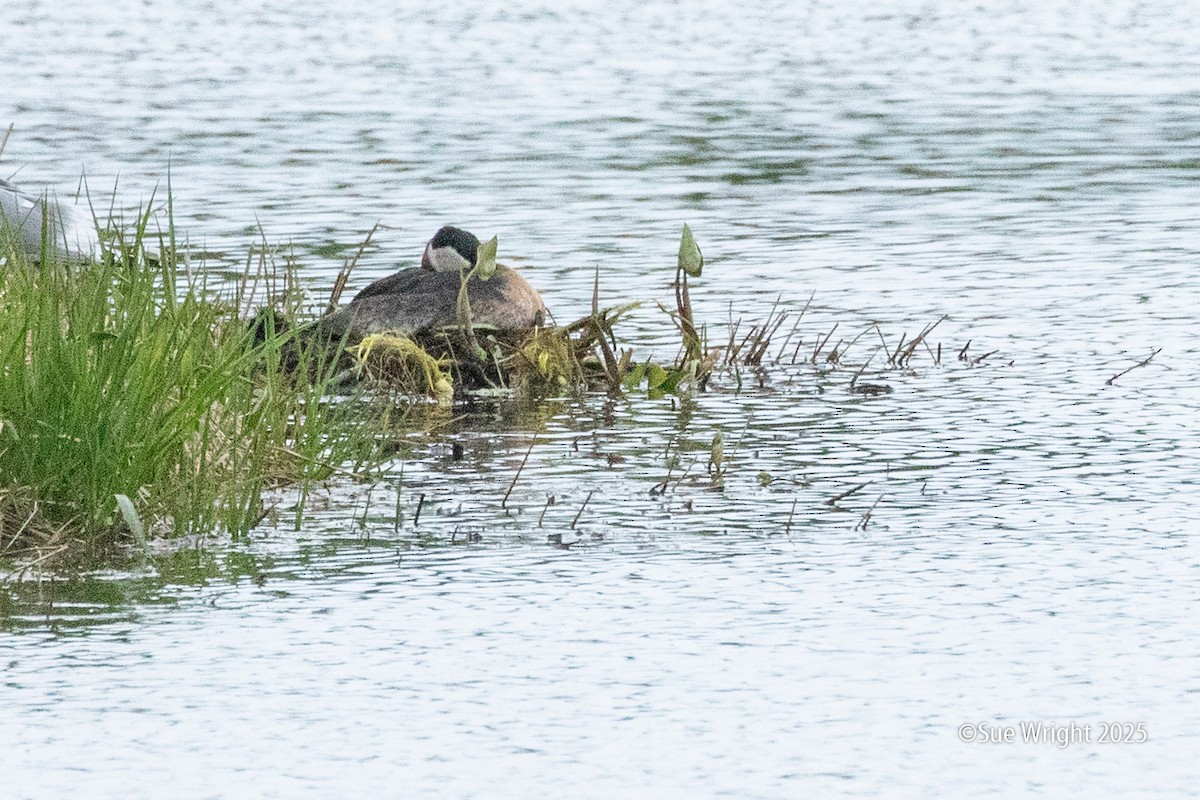 Red-necked Grebe - ML639148846