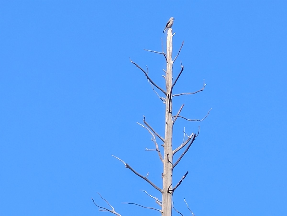 Clark's Nutcracker - ML639148906