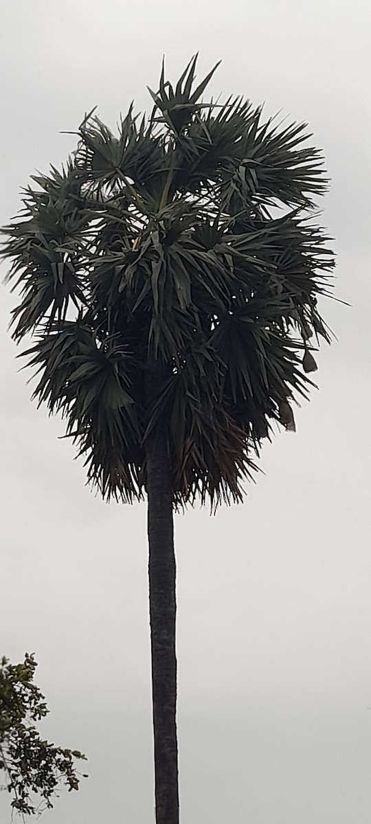 Baya Weaver - ML639148967