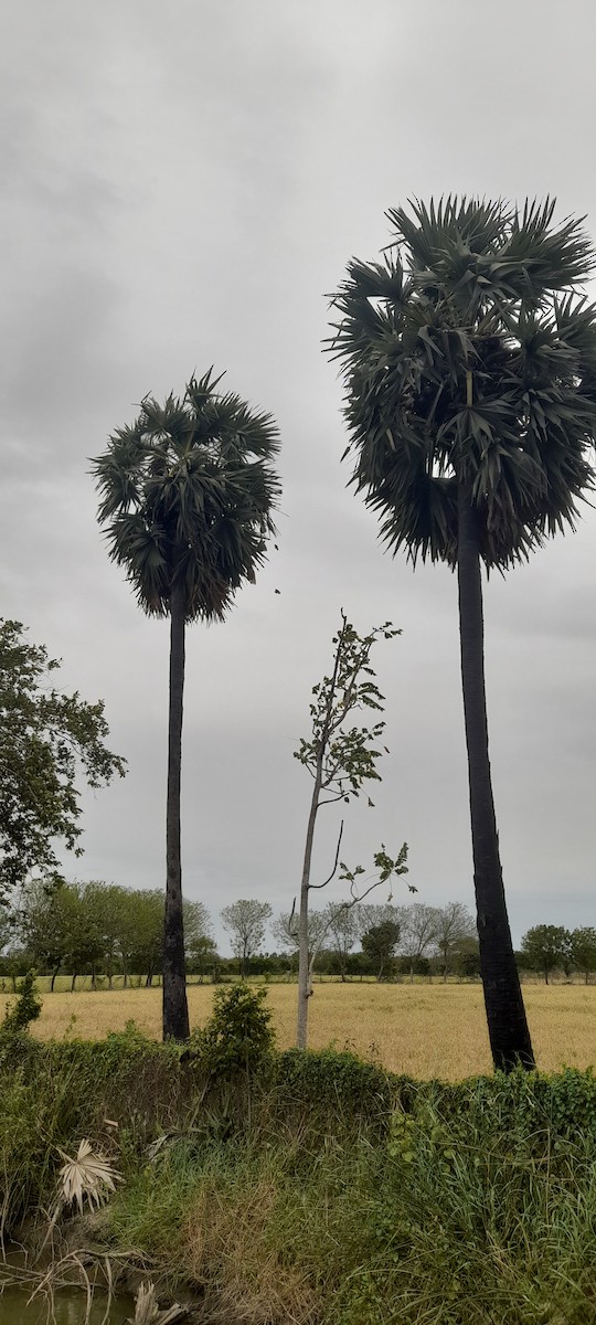 Baya Weaver - ML639148968