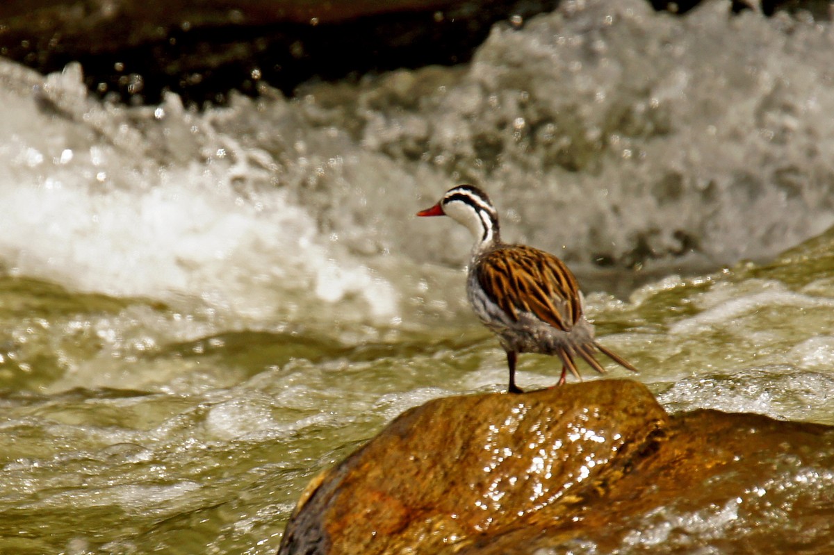 Torrent Duck - ML639148995