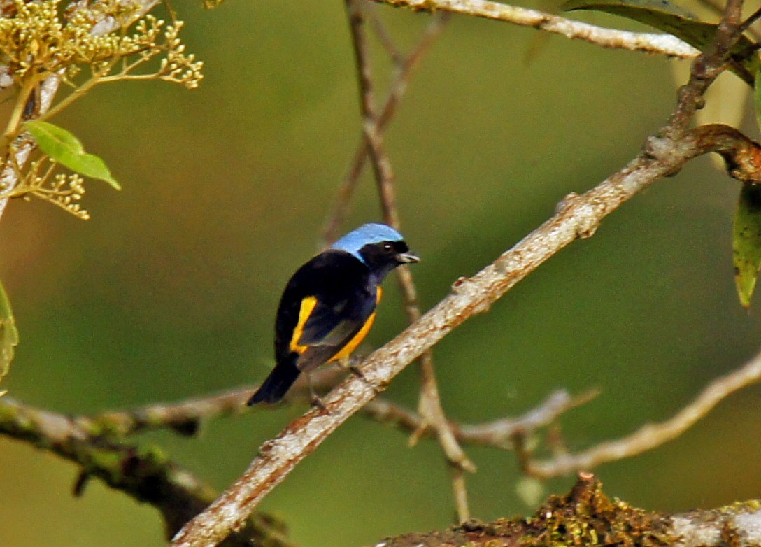 Golden-rumped Euphonia - ML639149012
