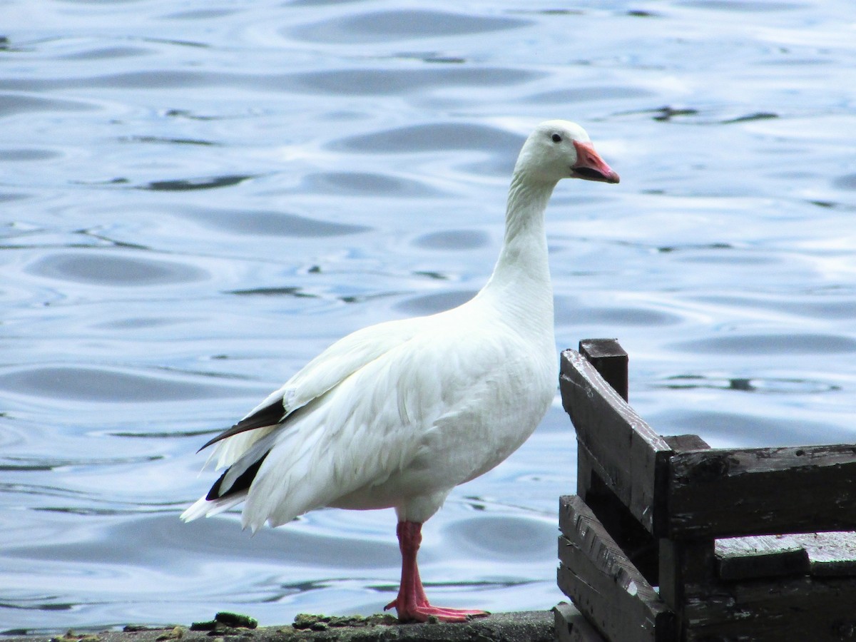 Цасны галуу - ML639149101