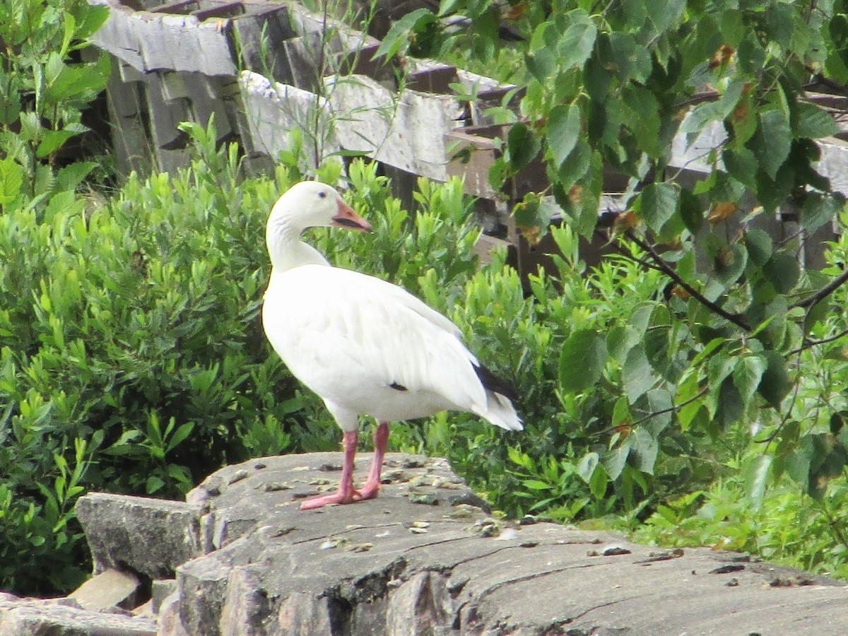 Цасны галуу - ML639149110