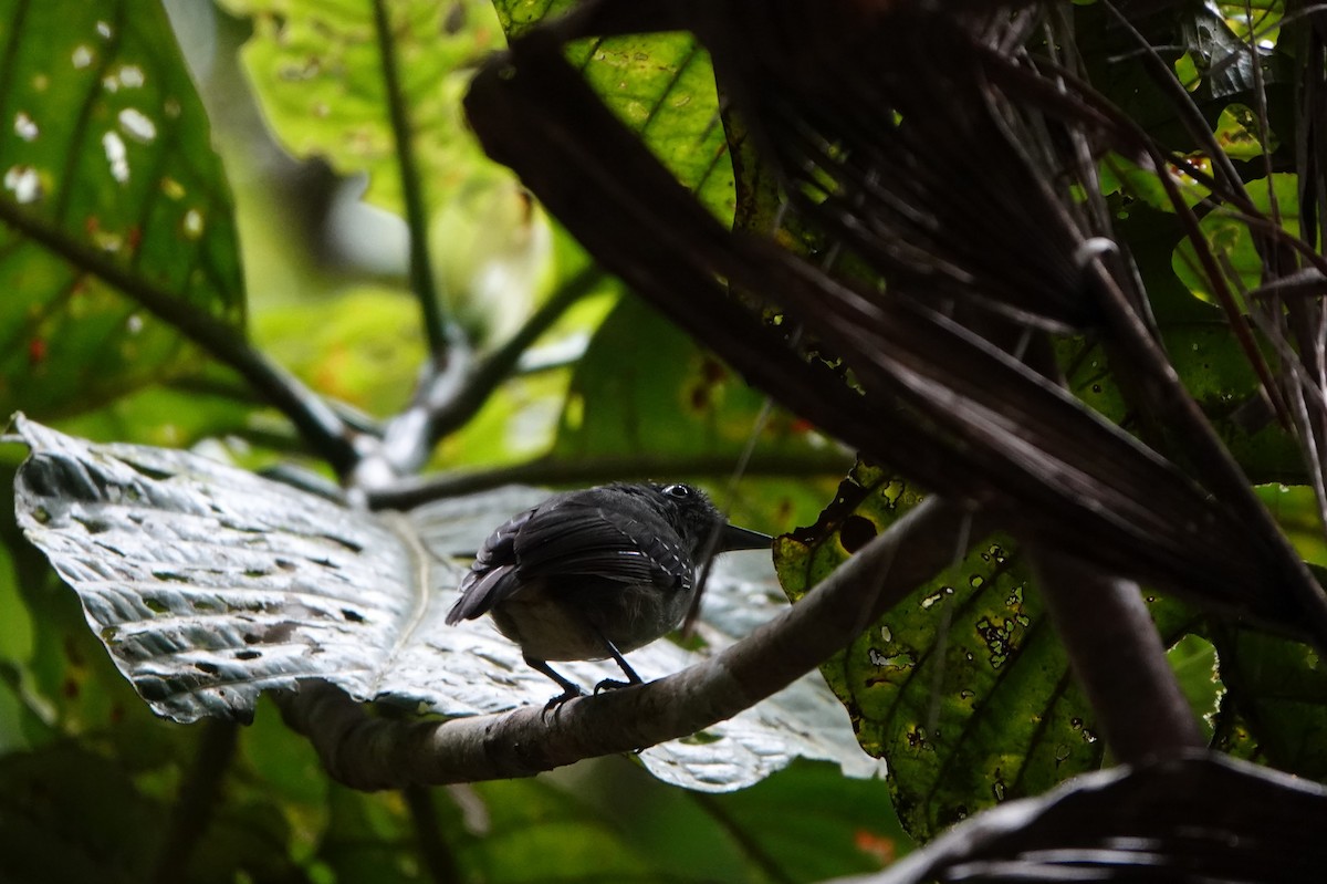 Spot-crowned Antvireo - ML639149139