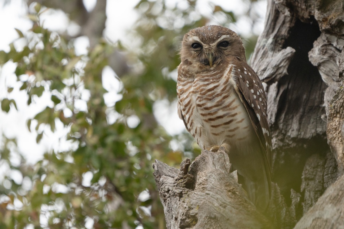 White-browed Owl - ML639149174