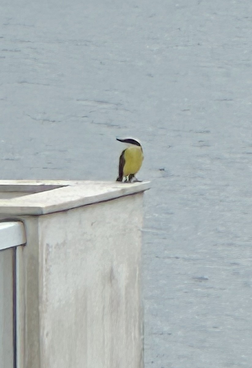 Great Kiskadee - ML639149191