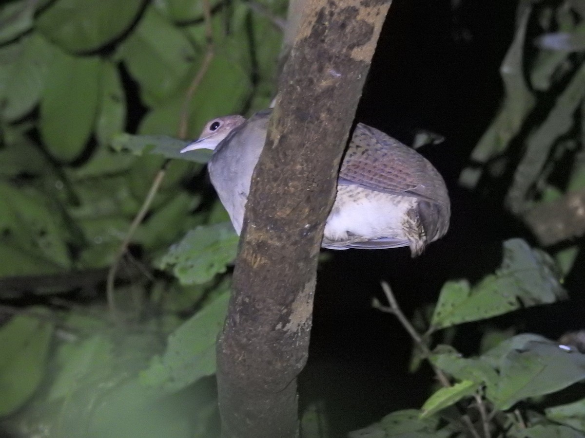 Great Tinamou - ML639149195