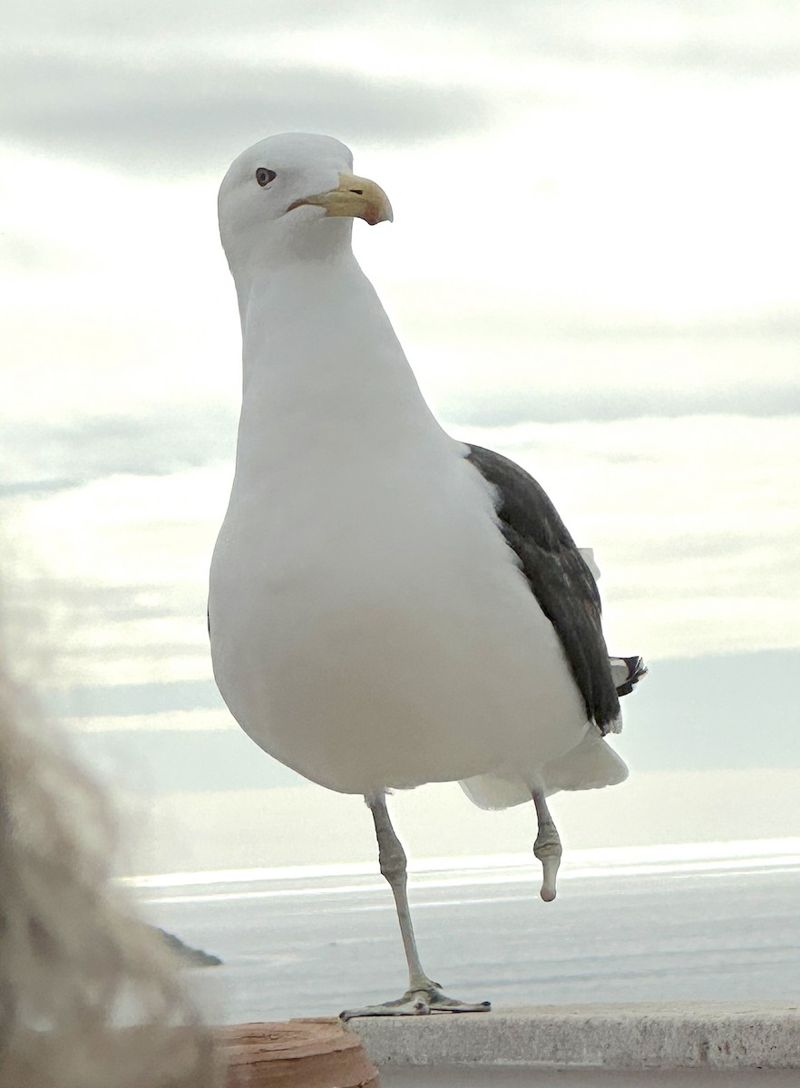 Kelp Gull - ML639149197
