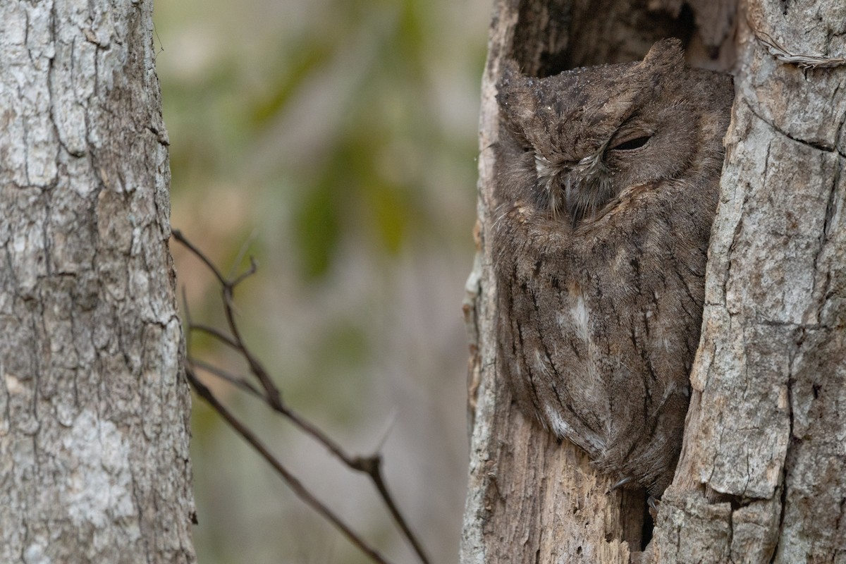 Madagascar Scops-Owl (Torotoroka) - ML639149206