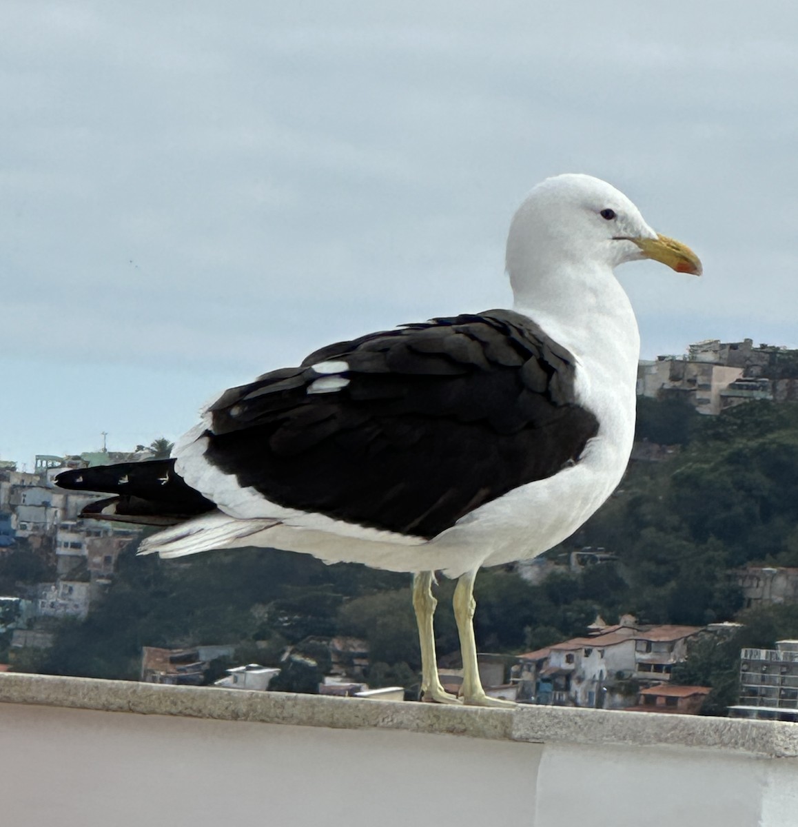 Kelp Gull - ML639149208