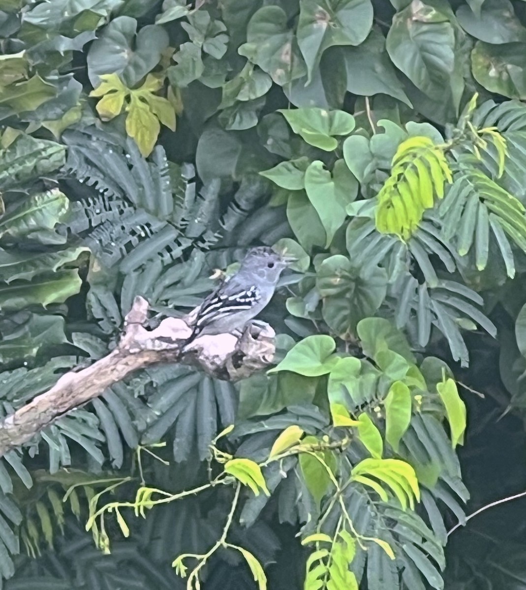 Sooretama Slaty-Antshrike - ML639149238