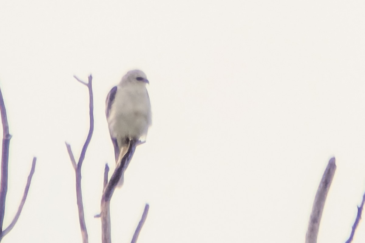 White-tailed Kite - ML639149290
