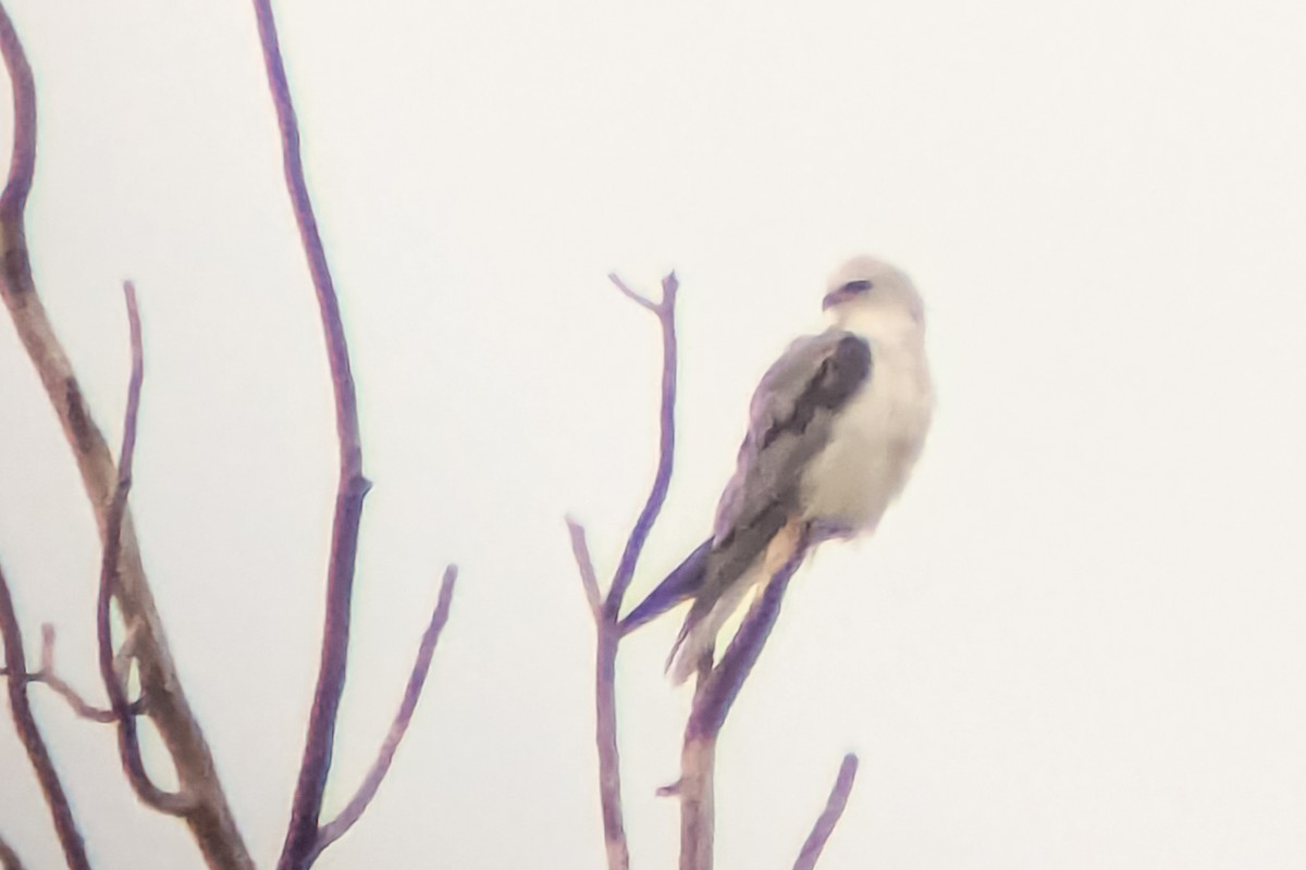 White-tailed Kite - ML639149291