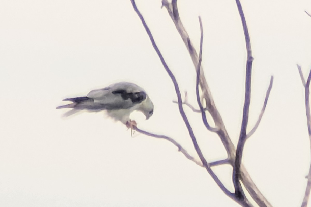 White-tailed Kite - ML639149292