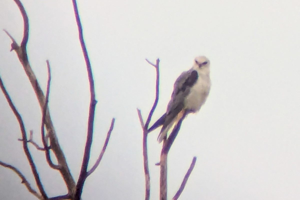 White-tailed Kite - ML639149293