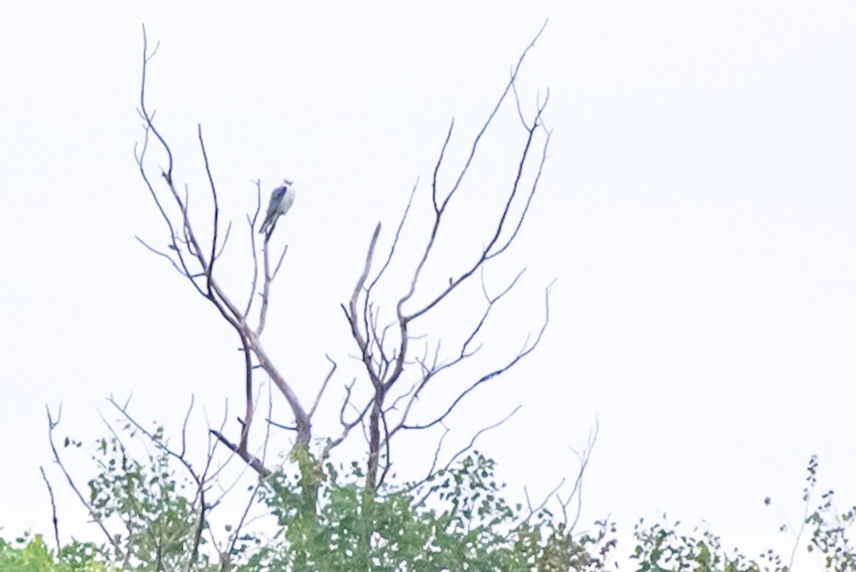 White-tailed Kite - ML639149294