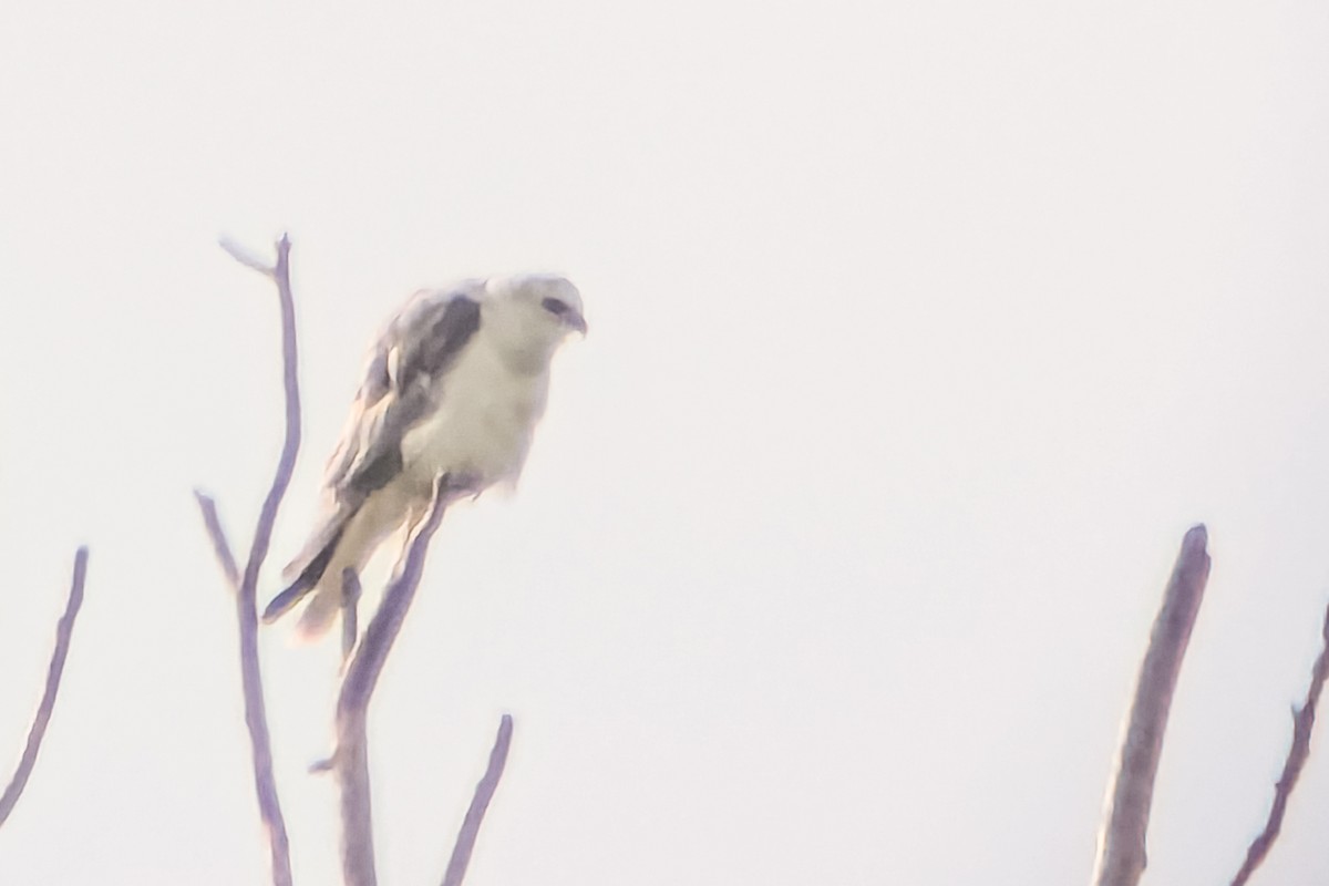 White-tailed Kite - ML639149295