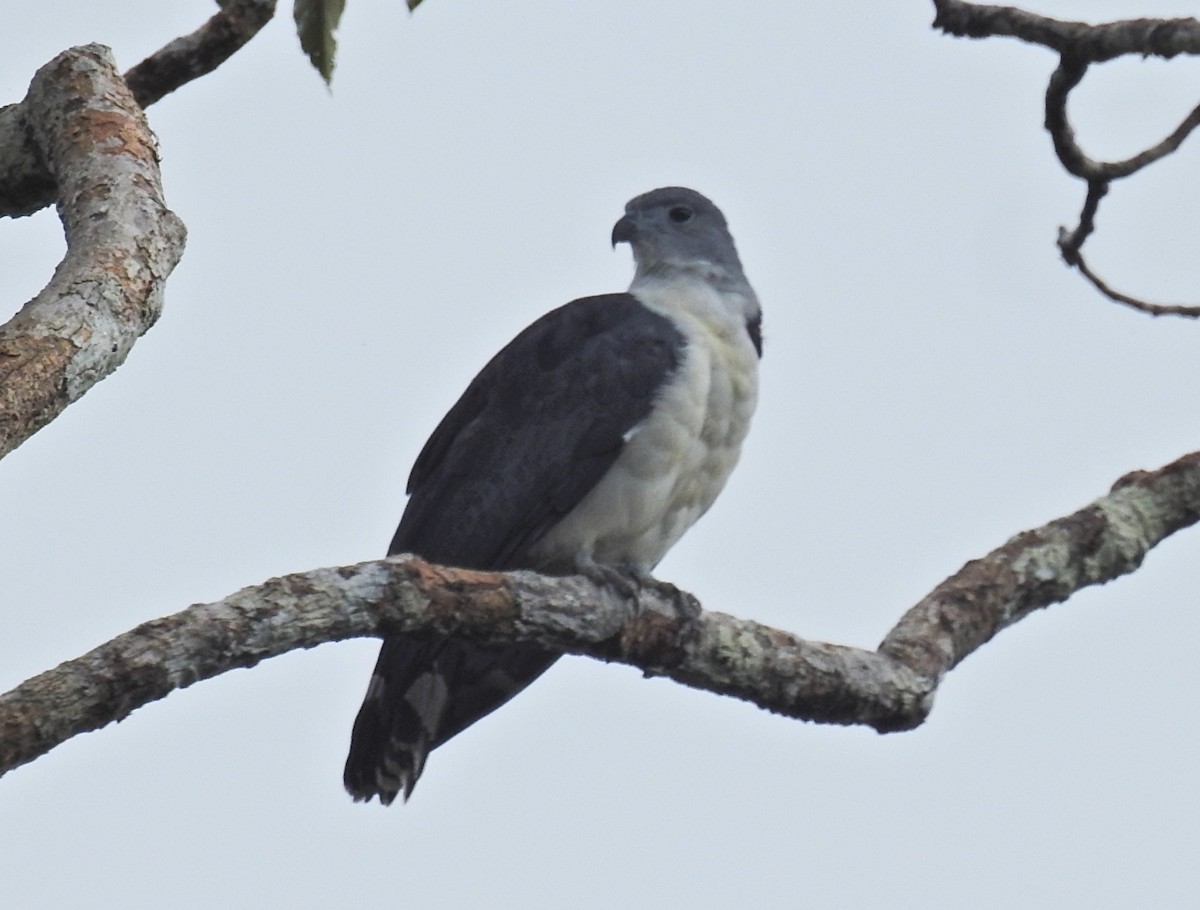 Gray-headed Kite - ML639149309