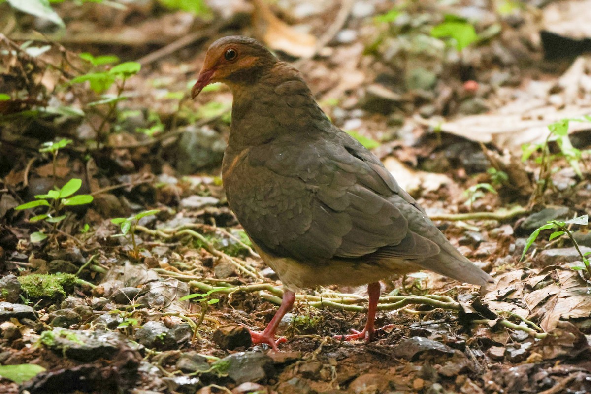 Ruddy Quail-Dove - ML639149336