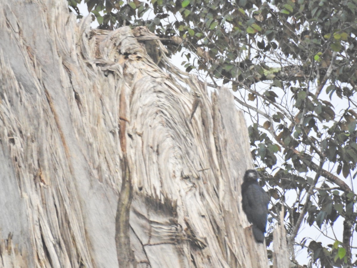 Red-throated Caracara - ML639149339