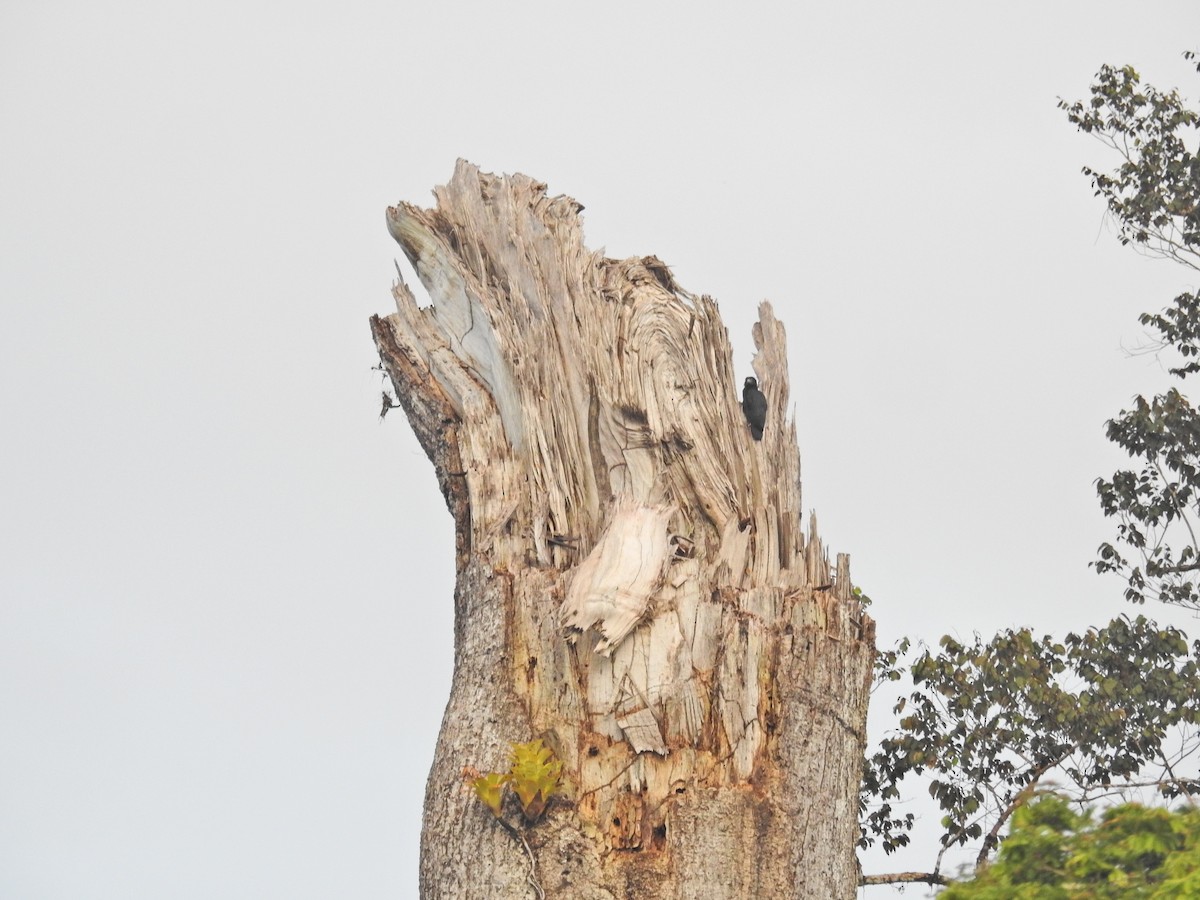 Red-throated Caracara - ML639149340