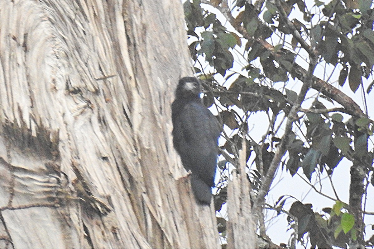 Red-throated Caracara - ML639149341