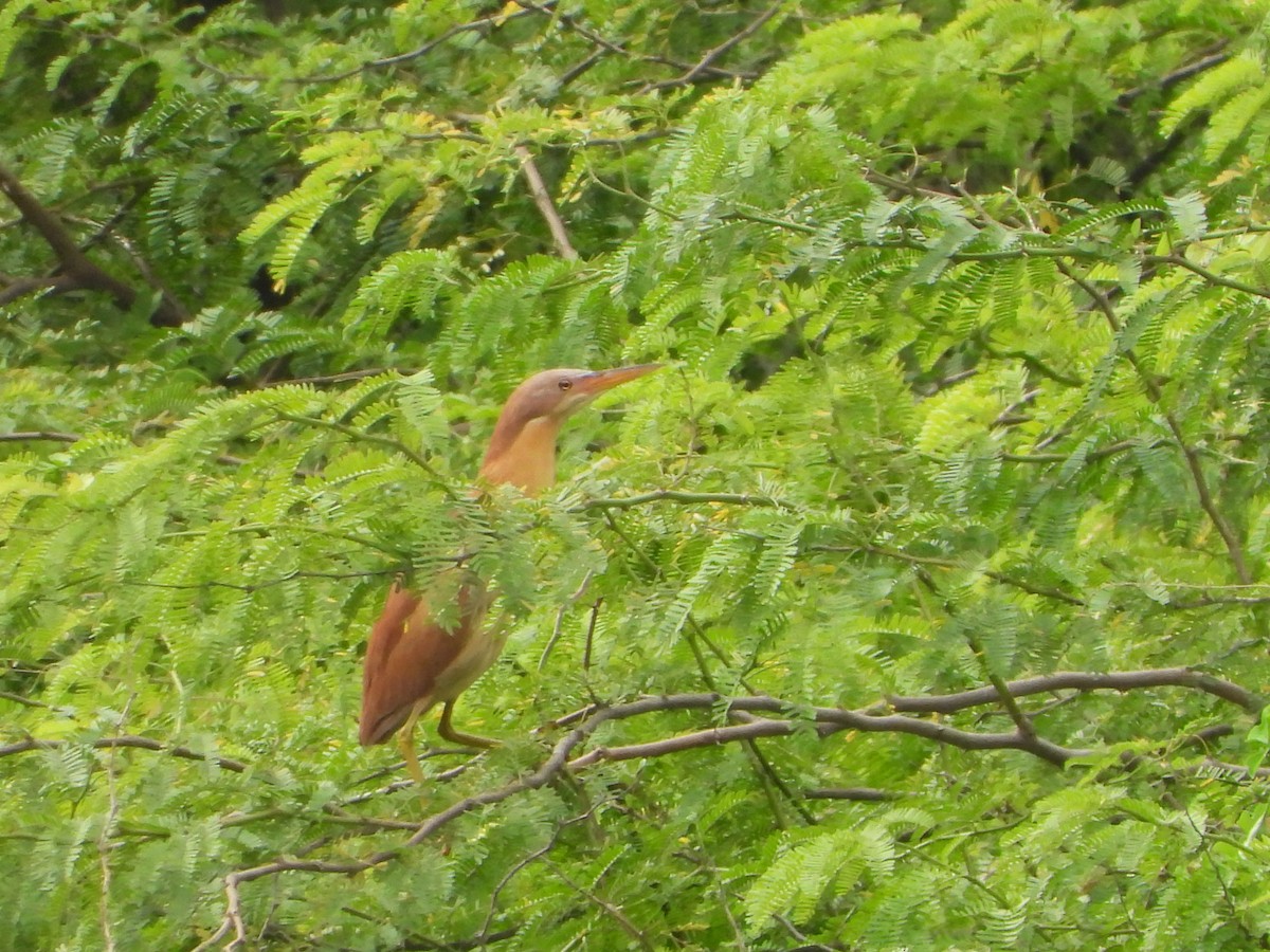 Cinnamon Bittern - ML639149470