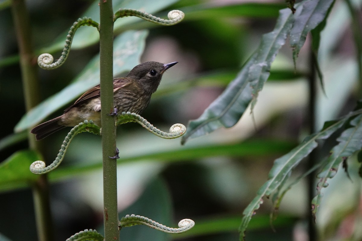 Olive-striped Flycatcher - ML639149481
