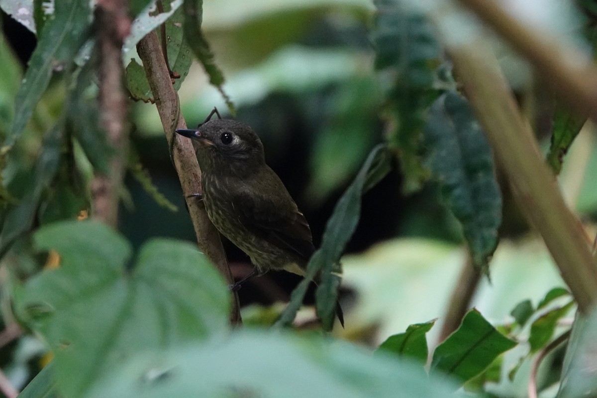 Olive-striped Flycatcher - ML639149482