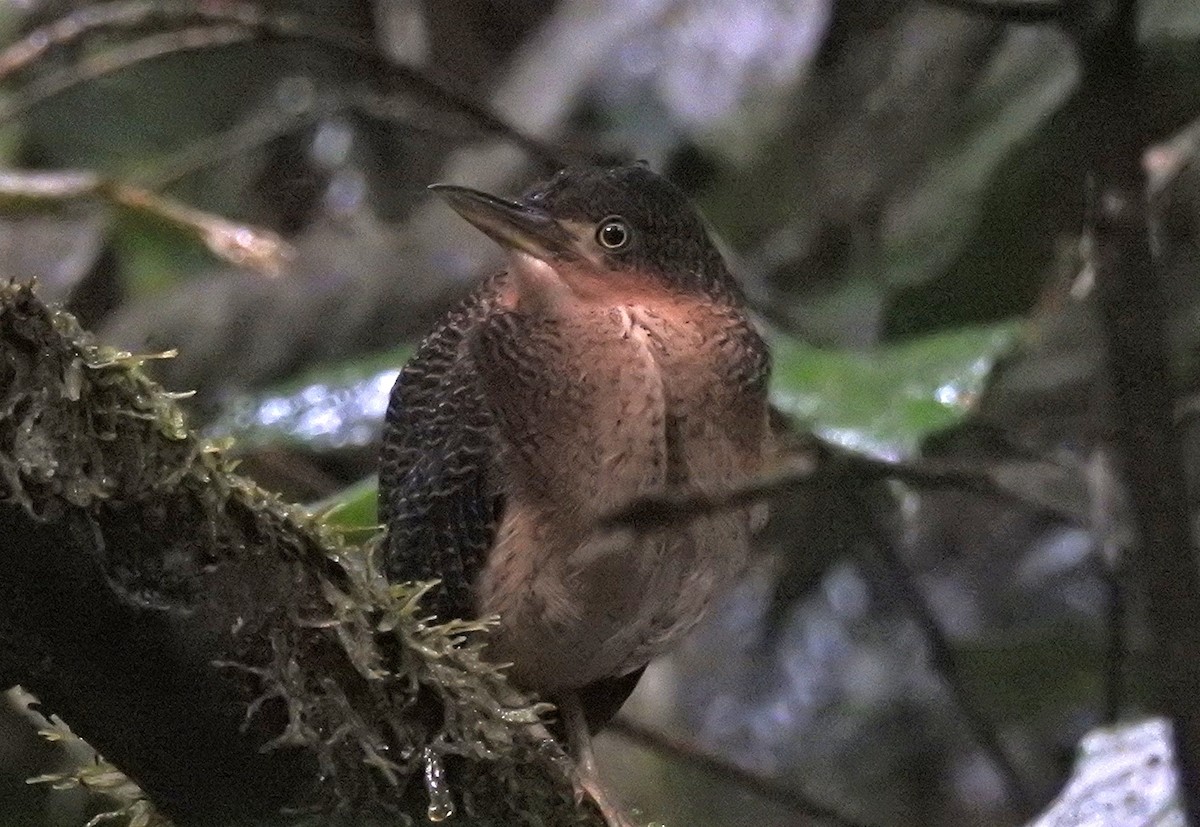 Zigzag Heron - ML639149486