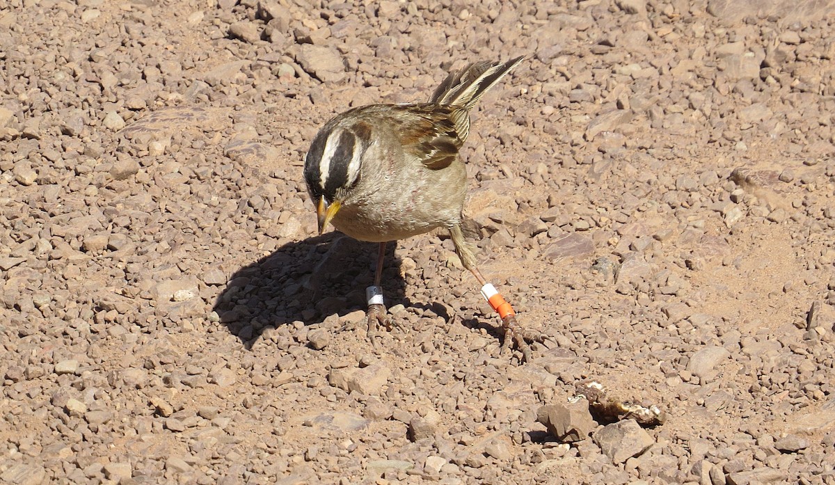 White-crowned Sparrow (nuttalli) - ML639149530