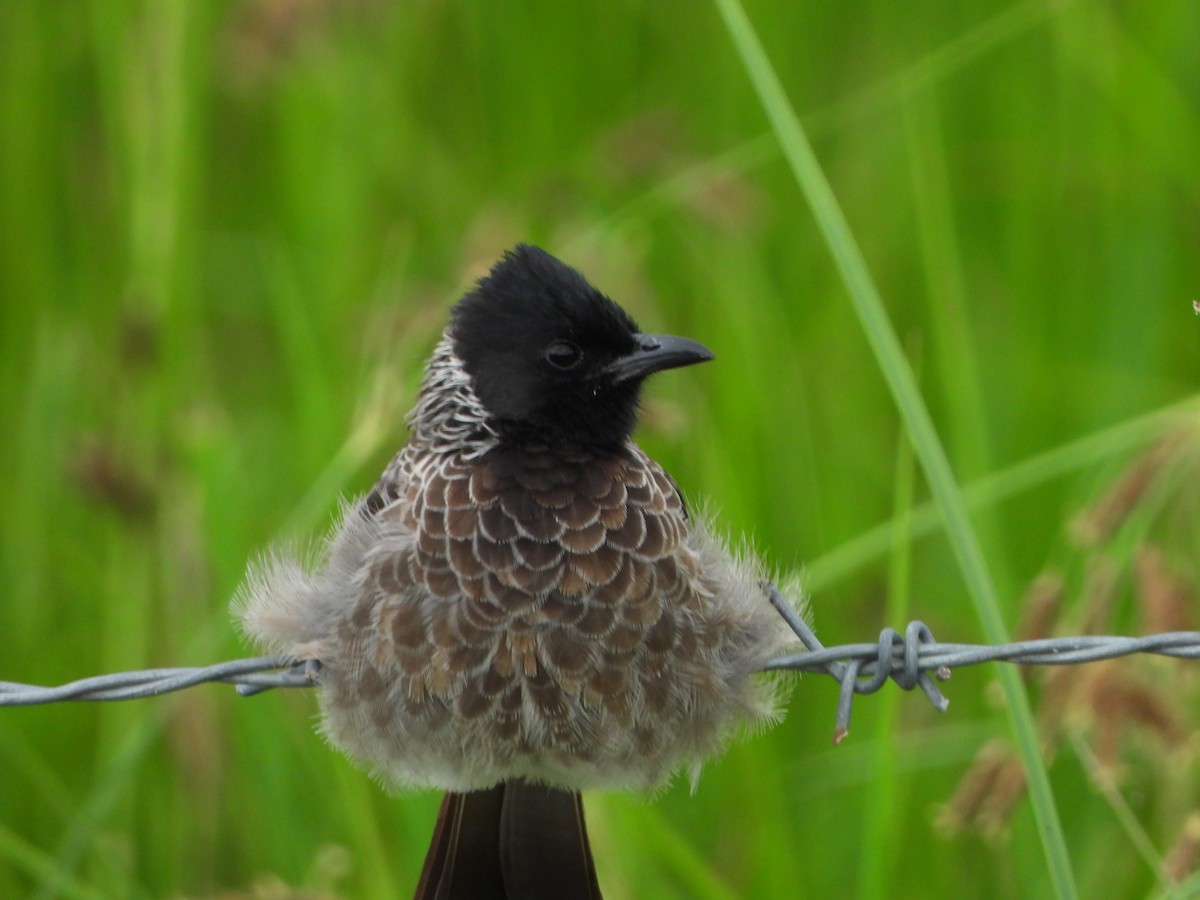 Red-vented Bulbul - ML639149691