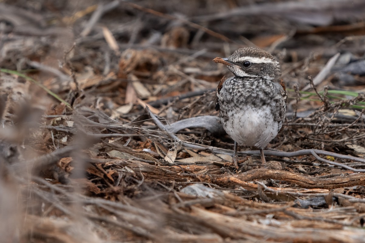 kosovec šedoboký - ML639149710