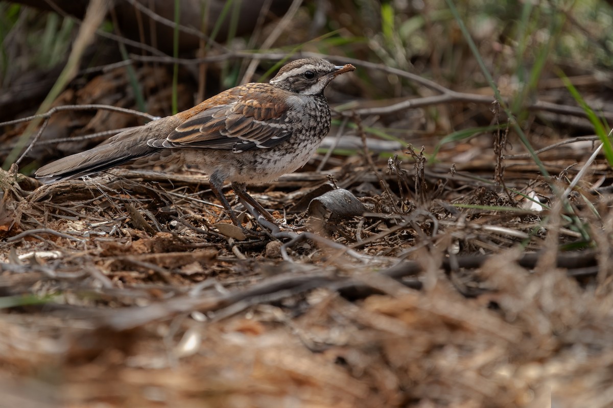 kosovec šedoboký - ML639149711
