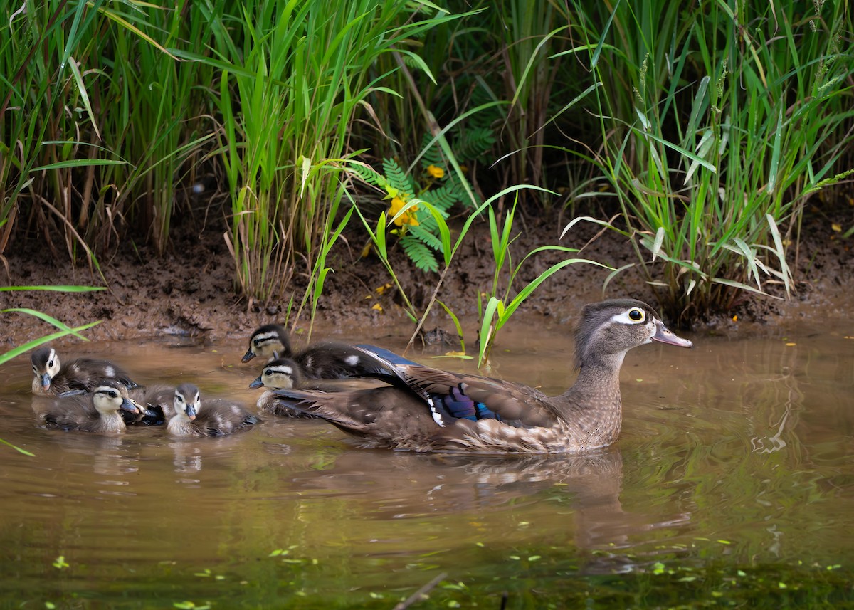 Wood Duck - ML639149771