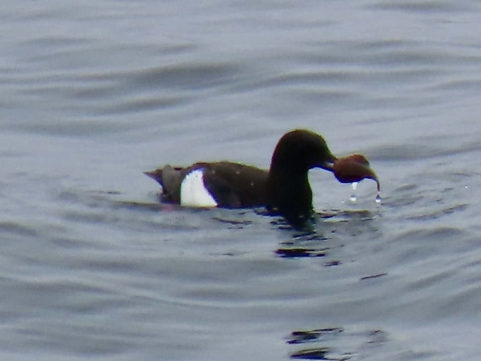 Guillemot à miroir - ML639149812