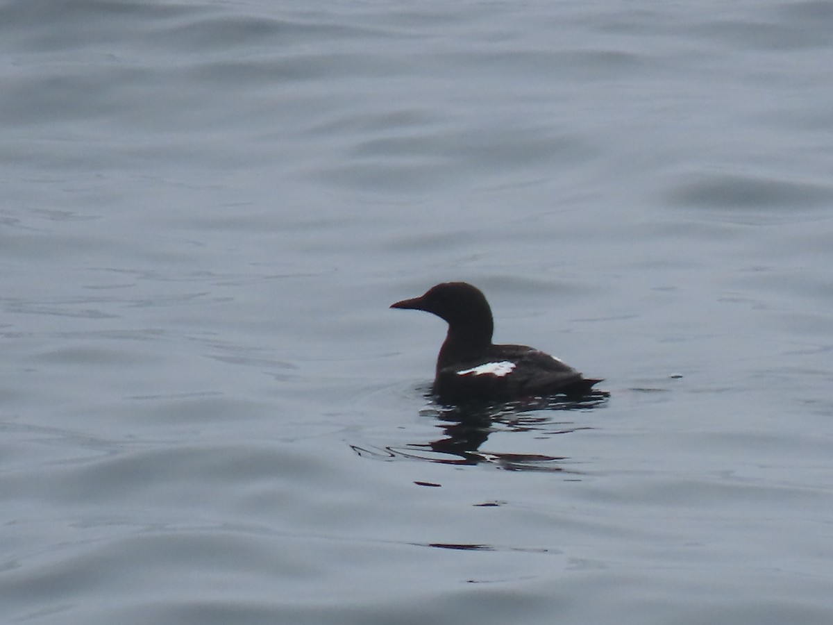 Guillemot à miroir - ML639149814