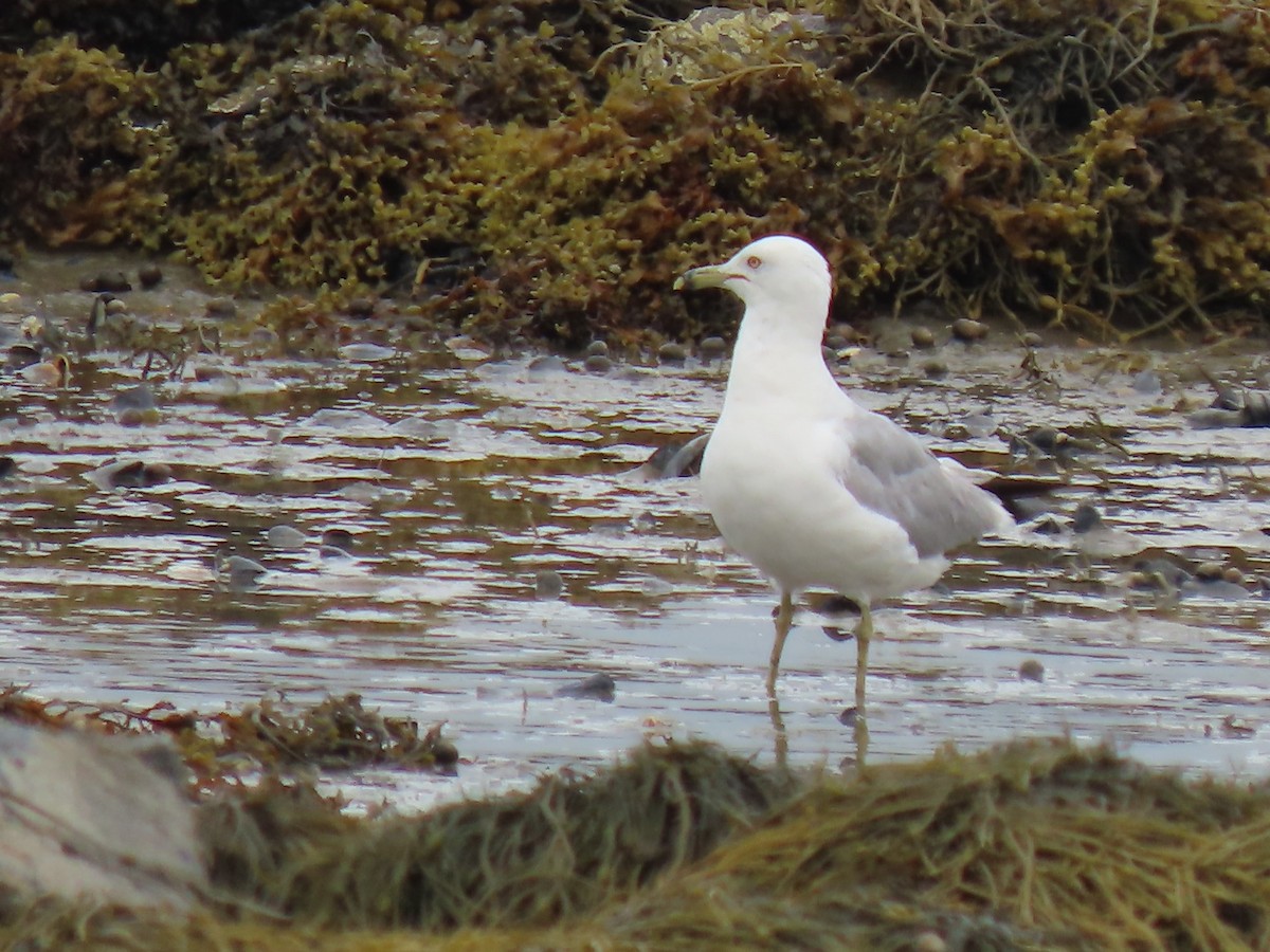 Goéland hudsonien - ML639149854