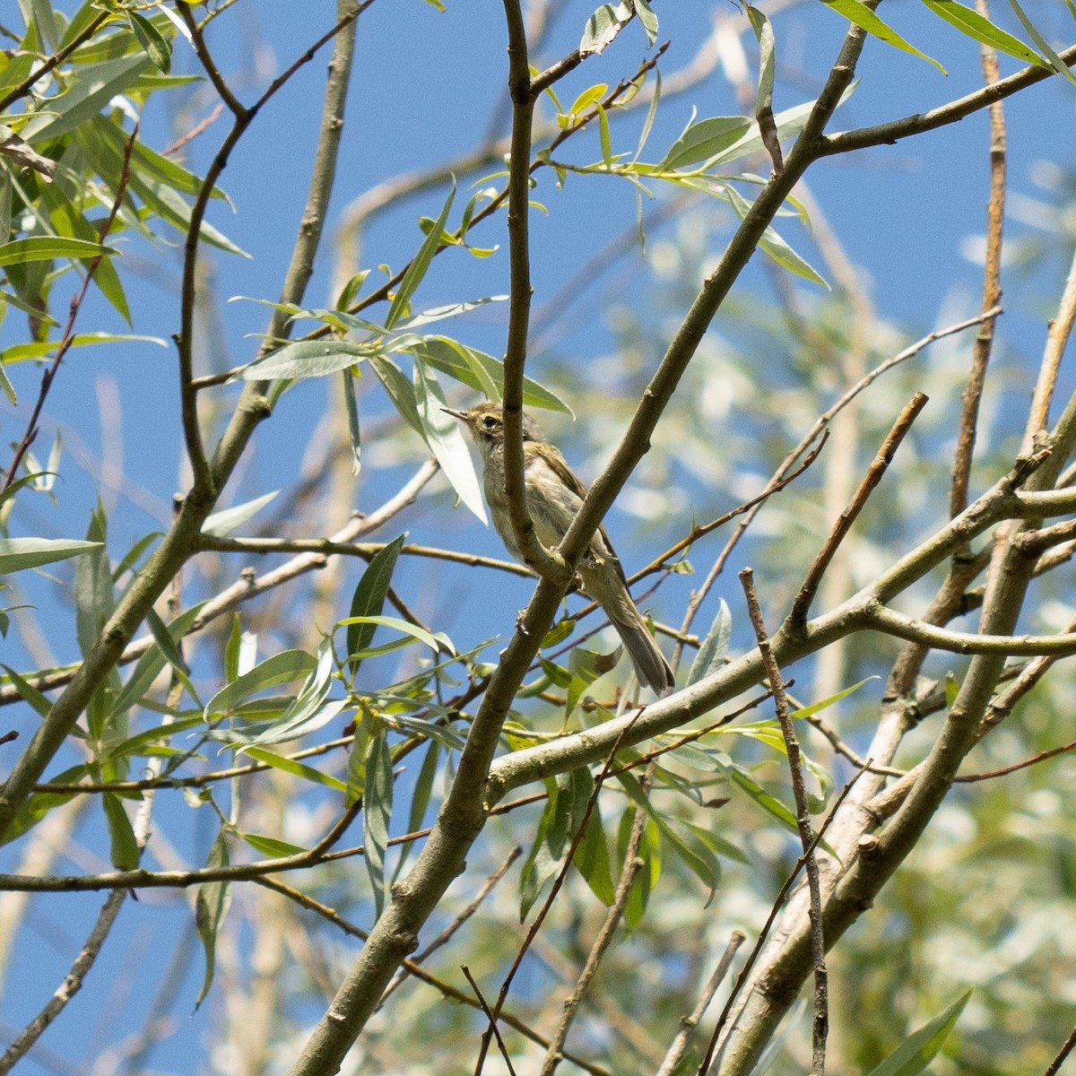 Common Chiffchaff - ML639149902