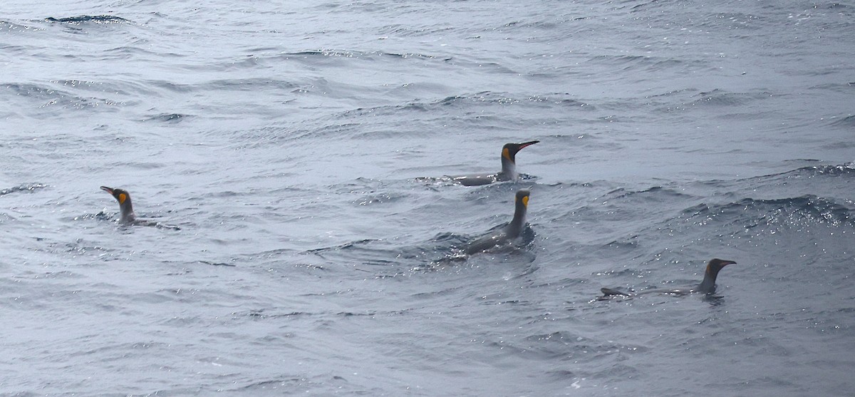 King Penguin - ML639149905