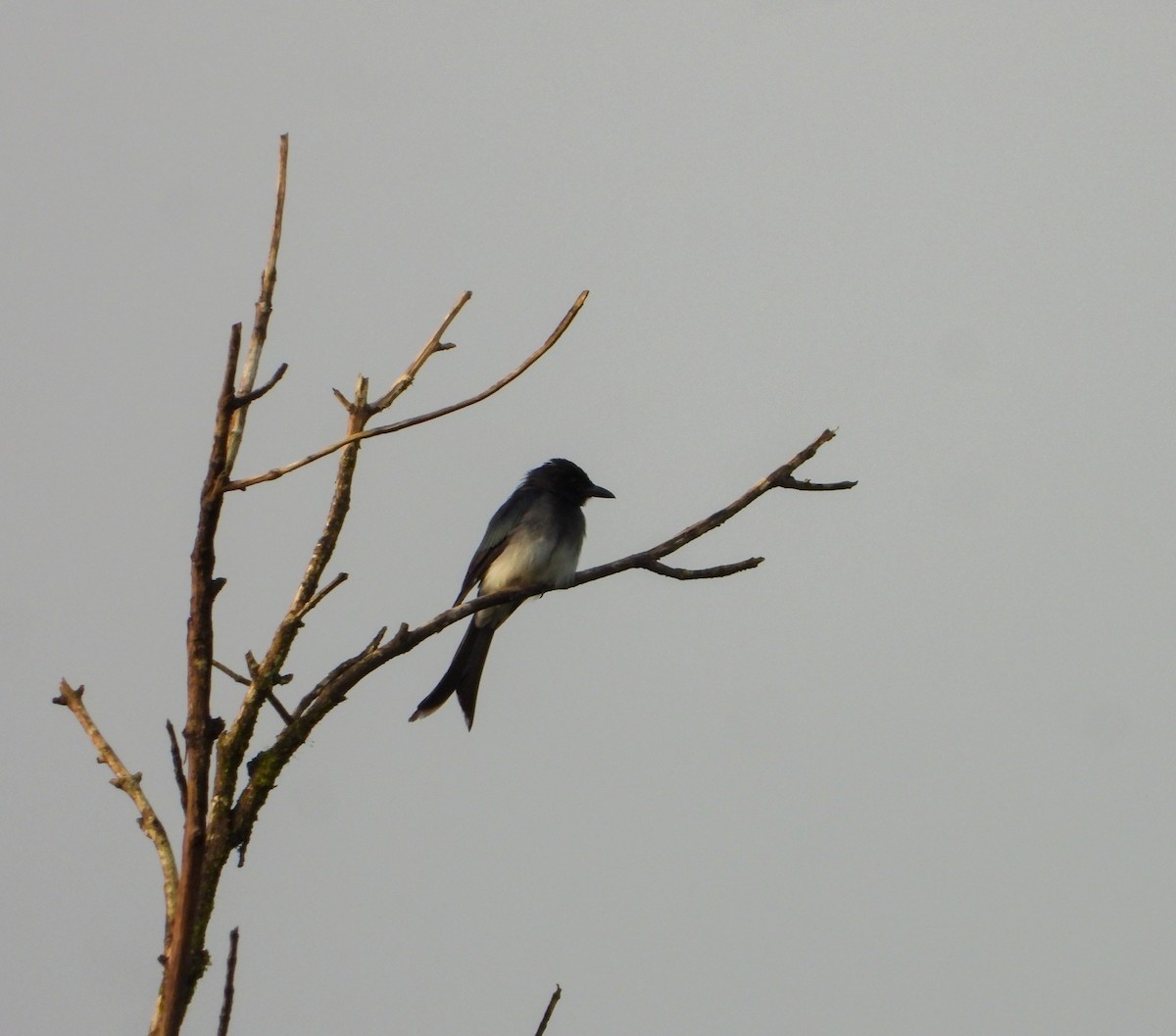 White-bellied Drongo - ML639149907