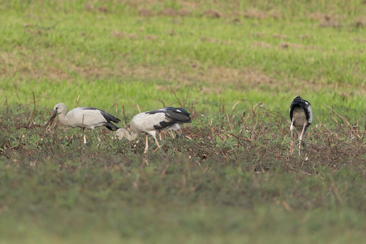 Asian Openbill - ML639149915